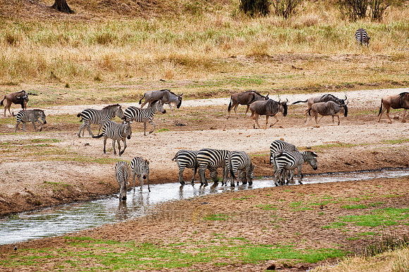 Zebras and blue wildebeests at river