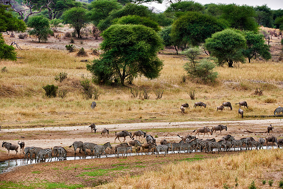 Zebras and blue wildebeests at river