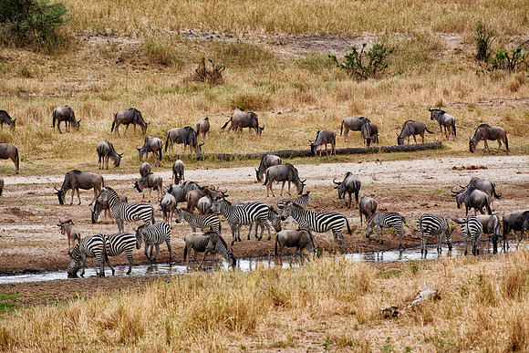 Zebras and blue wildebeests at river