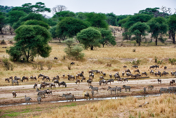 Zebras and blue wildebeests at river