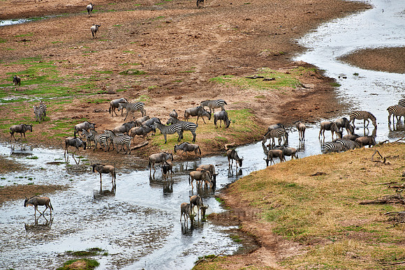 Zebras and blue wildebeests at Tarangire river