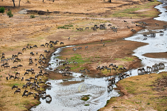Zebras and blue wildebeests at Tarangire river