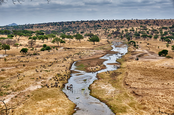 Zebras and blue wildebeests at Tarangire river