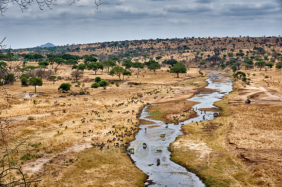 Zebras and blue wildebeests at Tarangire river