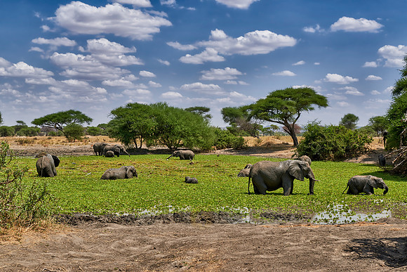 African elephants at waterhole