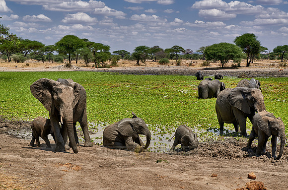 African elephants at waterhole