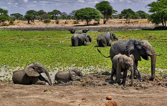 African elephants at waterhole