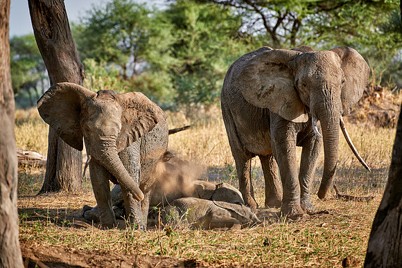 African elephants in Tarangire National Park