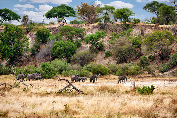 African bush elephants in Tarangire National Park