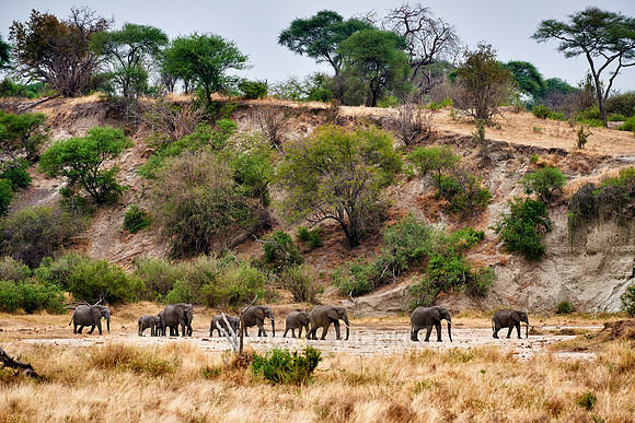African bush elephants in Tarangire National Park