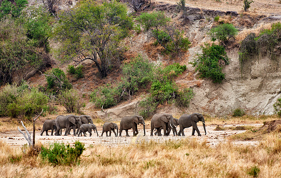 African bush elephants in Tarangire National Park