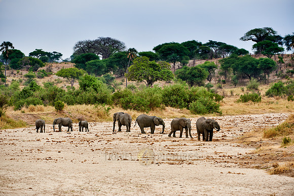 African bush elephants in Tarangire National Park