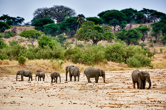 African bush elephants in Tarangire National Park