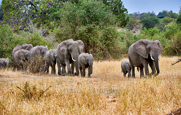 African bush elephants in Tarangire National Park