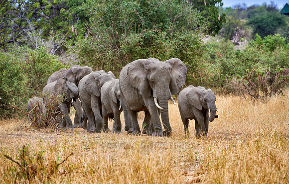 African bush elephants in Tarangire National Park