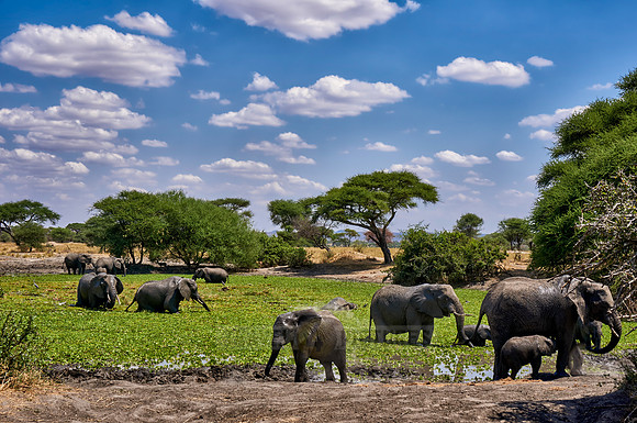 African elephants at waterhole