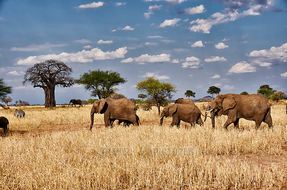 African elephants in Tarangire National Park