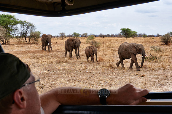 African bush elephants in Tarangire National Park