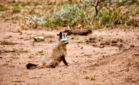 Bat-eared fox