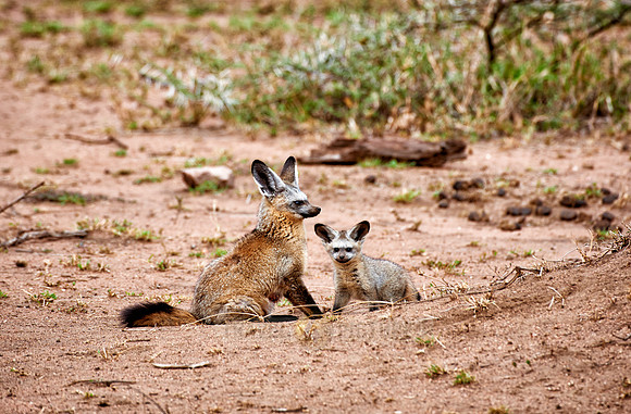 Bat-eared fox with youngster