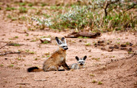 Bat-eared fox with youngster