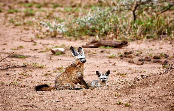 Bat-eared fox with youngster