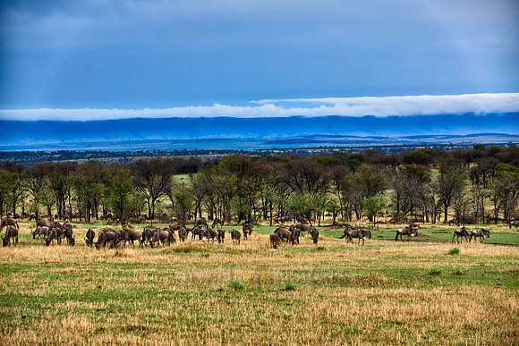Serengeti National Park with blue wilderbeests