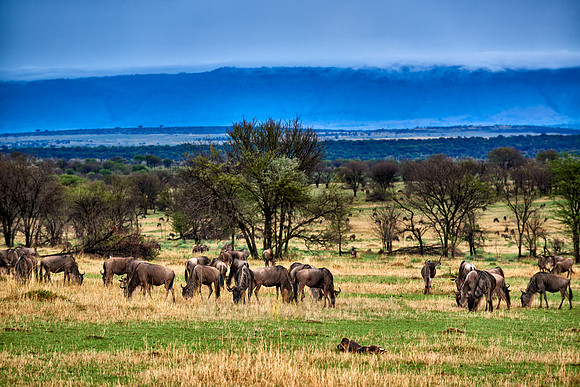 Serengeti National Park with blue wilderbeests