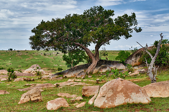 landscape in Serengeti National Park
