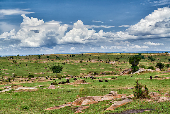 landscape in Serengeti National Park