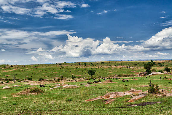 landscape in Serengeti National Park