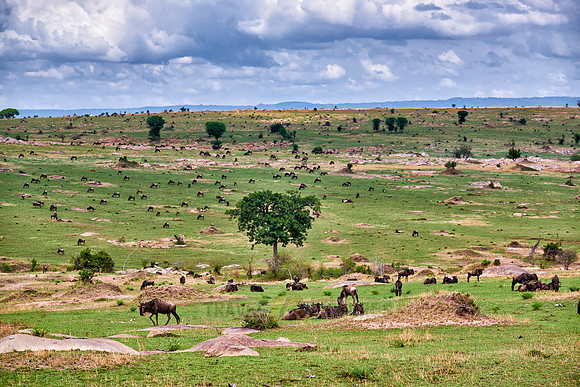 landscape in Serengeti National Park