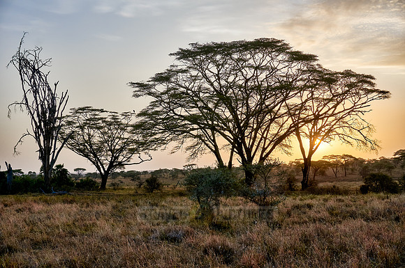 sunrise in Serengeti National Park