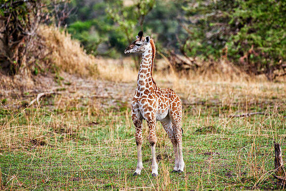 new born Masai giraffe