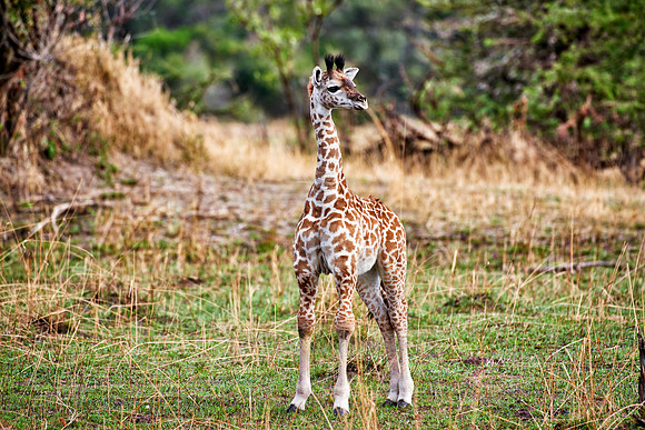 new born Masai giraffe