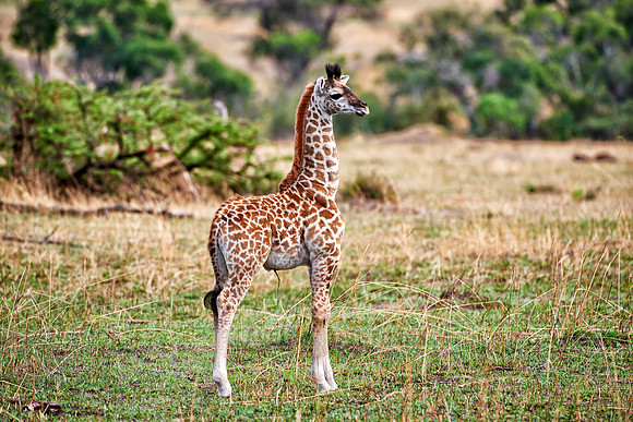 new born Masai giraffe