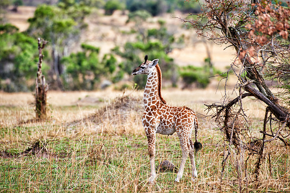 new born Masai giraffe