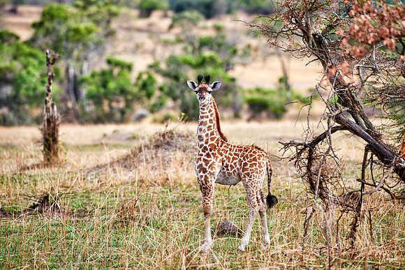 new born Masai giraffe