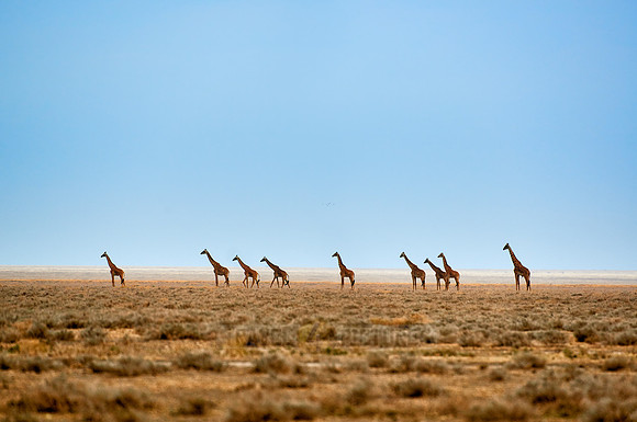 Masai giraffes on Serengeti plains