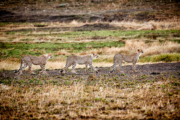 three cheetahs in Serengeti