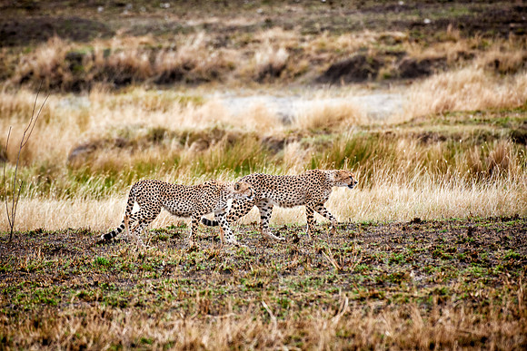 two cheetahs in Serengeti