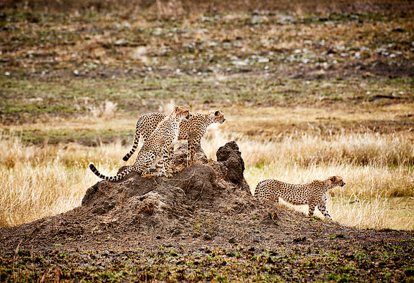 three cheetahs in Serengeti