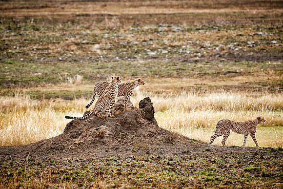 three cheetahs in Serengeti