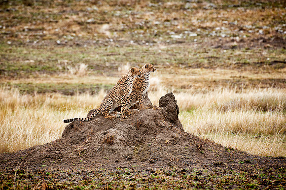two cheetahs in Serengeti