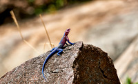 Mwanza flat-headed rock agama or Spider-Man agama