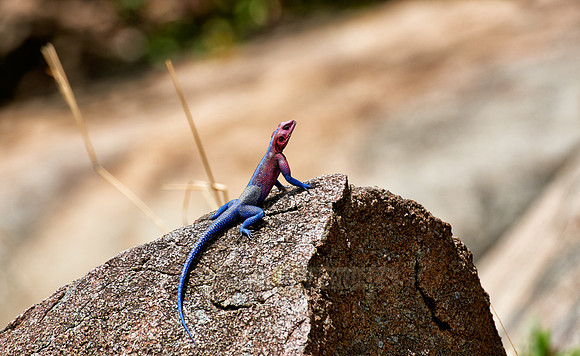 Mwanza flat-headed rock agama or Spider-Man agama
