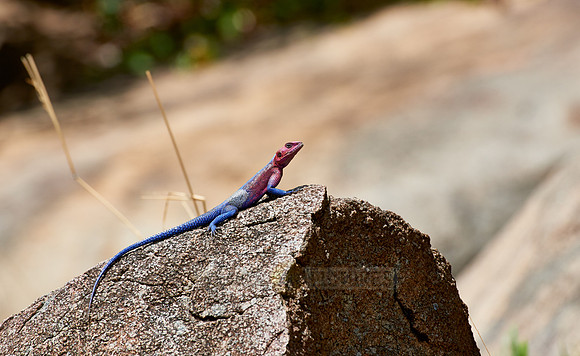 Mwanza flat-headed rock agama or Spider-Man agama