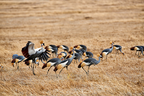 Black crowned cranes in Ngorongoro crater