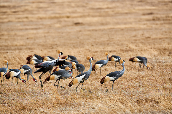 Black crowned cranes in Ngorongoro crater