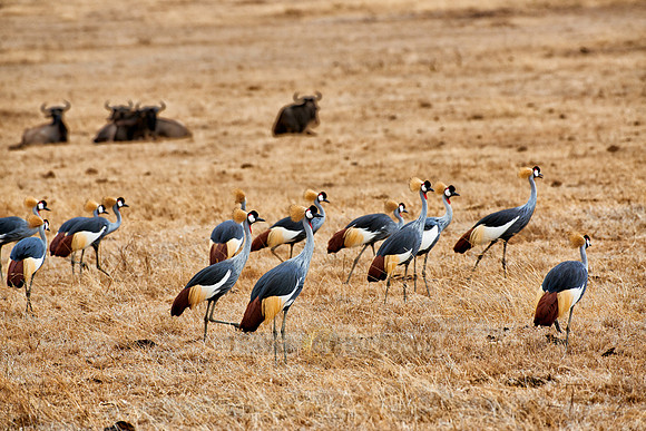 Black crowned cranes in Ngorongoro crater